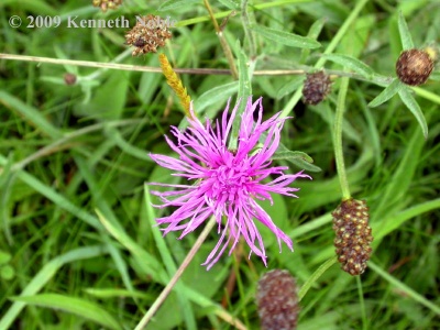 greater knapweed (Centaurea scabiosa) Kenneth Noble